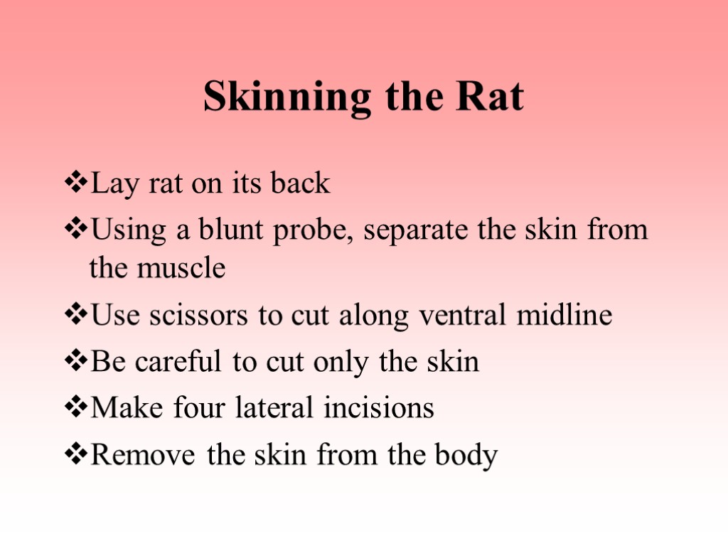 Skinning the Rat Lay rat on its back Using a blunt probe, separate the
